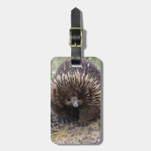Étiquette À Bagage Australie Echidna Cute Animal Photo