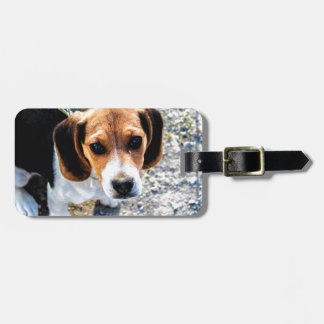 Étiquette À Bagage Beagle mignon
