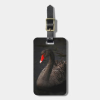 Beau cygne noir avec un bec rouge vif