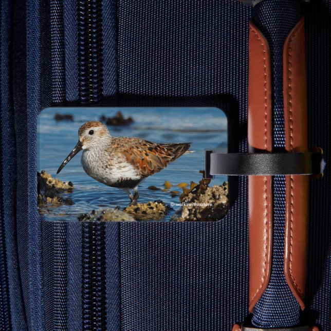 Étiquette À Bagage Beau Sandpiper Dunlin à Spring Beach (Verso Insitu 2)