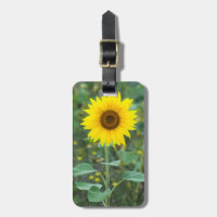 Blossom Sunflower Photographie Fleur sauvage