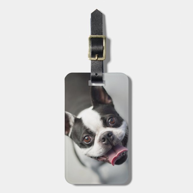Étiquette À Bagage Bouledogue français des images | de Getty (Devant Vertical)