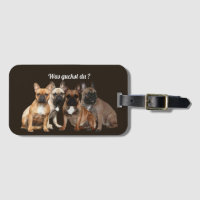 Bouledogue français famille de chiens