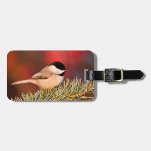 Étiquette À Bagage Carolina Chickadee en Cèdre Blue Atlas