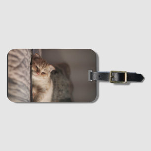 Étiquette À Bagage Chat, Animal De Compagnie, Kitten