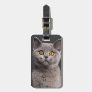 Étiquette À Bagage Chaton britannique de Shorthair (3 mois)