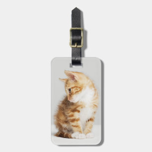 Étiquette À Bagage Chaton de gingembre
