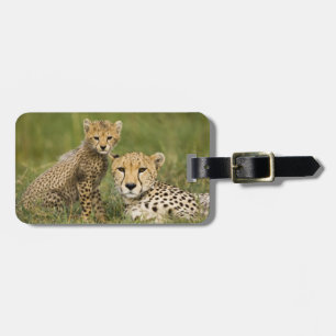 Étiquette À Bagage Cheetah, Acinonyx jubatus, avec Cub