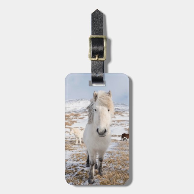 Étiquette À Bagage Cheval islandais blanc, Islande (Devant Vertical)