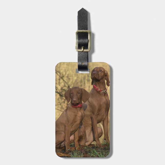 Étiquette À Bagage Chiens à dos de Vizsla (Devant Vertical)