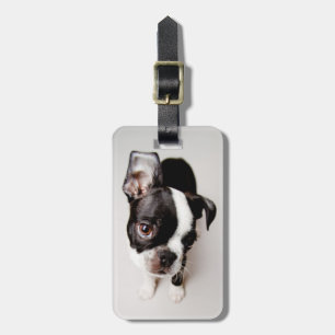 Étiquette À Bagage Chiot d'Edison Boston Terrier