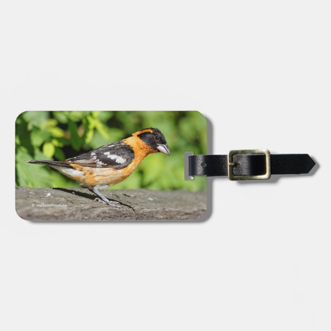 Étiquette À Bagage Closeup d'un beau Grosbeak à tête noire (Devant horizontal)