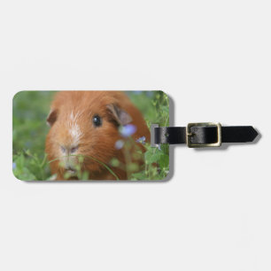 Étiquette À Bagage Cobaye câlin mignon de gingembre dehors sur