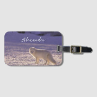 Cute White Arctic Fox neige hiver Photographie