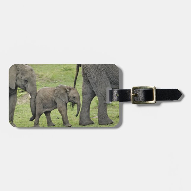 Étiquette À Bagage Éléphant d'Afrique femelle avec bébé (Devant horizontal)