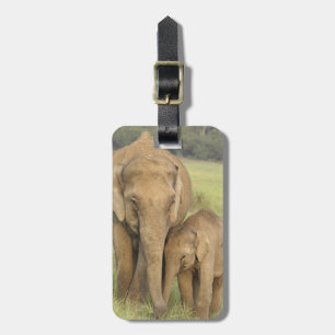 Étiquette À Bagage Éléphant indien / asiatique et jeune, Corbett