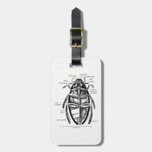 Étiquette À Bagage Entomologie Vintage Hydrophilie Scavenger Beetti