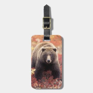 Étiquette À Bagage États-Unis, Alaska, Denali NP, femelle Grizzly Bea