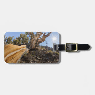 Étiquette À Bagage États-Unis, Californie, Forêt nationale d'Inyo 12
