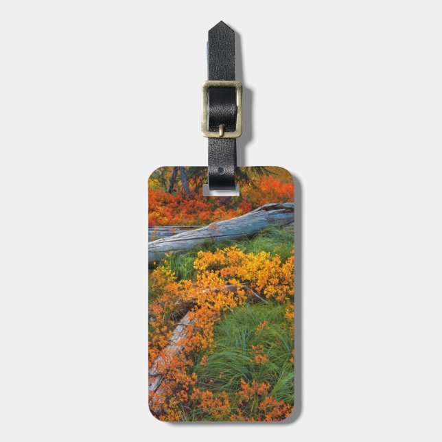 Étiquette À Bagage États-Unis, Oregon, Forêt nationale de Willamette (Devant Vertical)