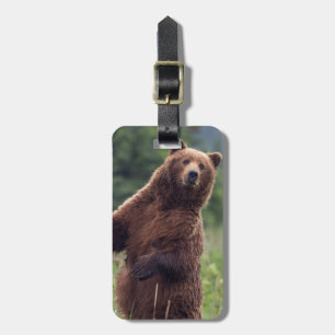 Étiquette À Bagage États-Unis, sud-est de l'Alaska, ours brun et ours