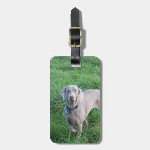 Étiquette À Bagage Étiquette de bagage d'amants de Weimaraner