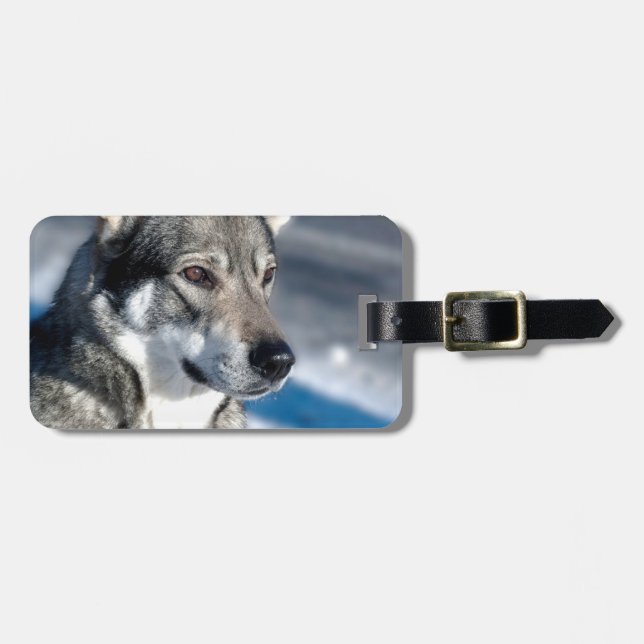 Étiquette À Bagage Étiquette de bagage Husky dans la neige (Devant horizontal)
