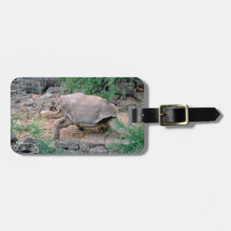 Étiquette À Bagage Étiquettes de bagage de tortue de Galapagos
