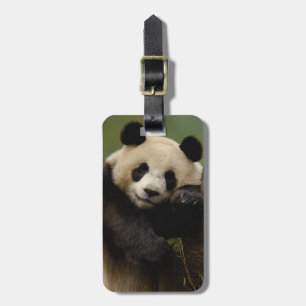 Étiquette À Bagage Famille du grand panda (Ailuropoda melanoleuca)