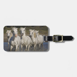 Étiquette À Bagage France, Camargue. Les chevaux courent