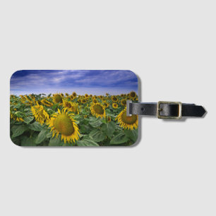 Étiquette À Bagage Gisements de tournesol de la Californie