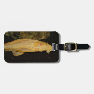 Étiquette À Bagage Glyptoperichthys gibbiceps