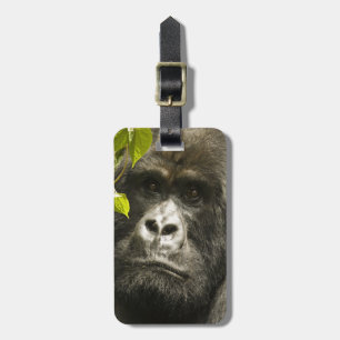 Étiquette À Bagage Gorille des montagnes, Gorilla beringei beringei,