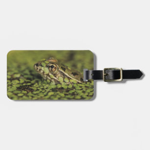 Étiquette À Bagage Grenouille léopard du Rio Grande, Rana berlandieri