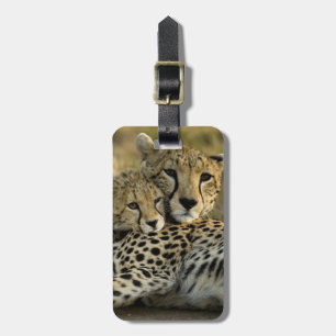 Étiquette À Bagage Guépard, Acinonyx jubatus, avec un petit dans le M