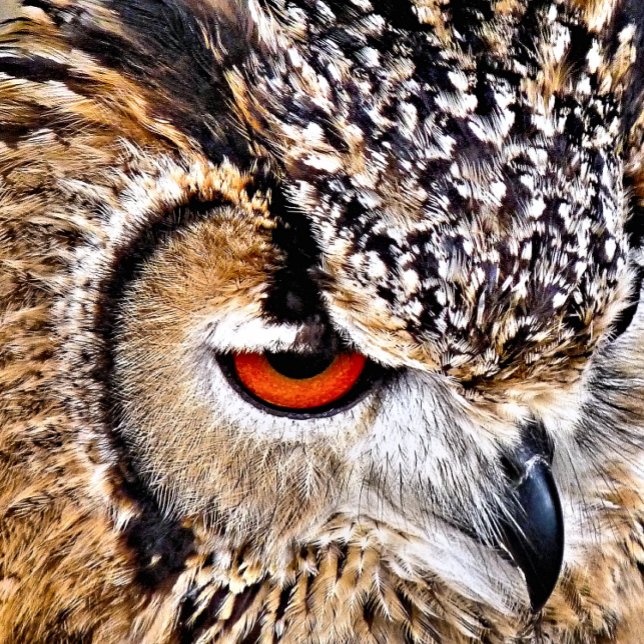 ÉTIQUETTE À BAGAGE HIBOU (A photographic design of a beautiful eagle-owl.)
