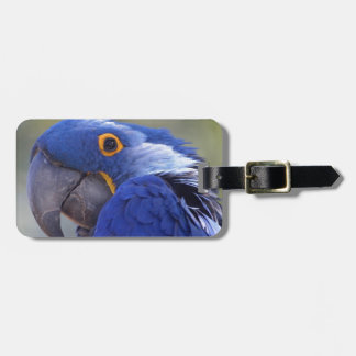 Étiquette À Bagage Hyacinth Macaw