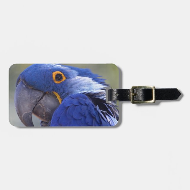 Étiquette À Bagage Hyacinth Macaw (Devant horizontal)