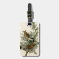 Impression d'oiseau de John James Audubon Jaseur b