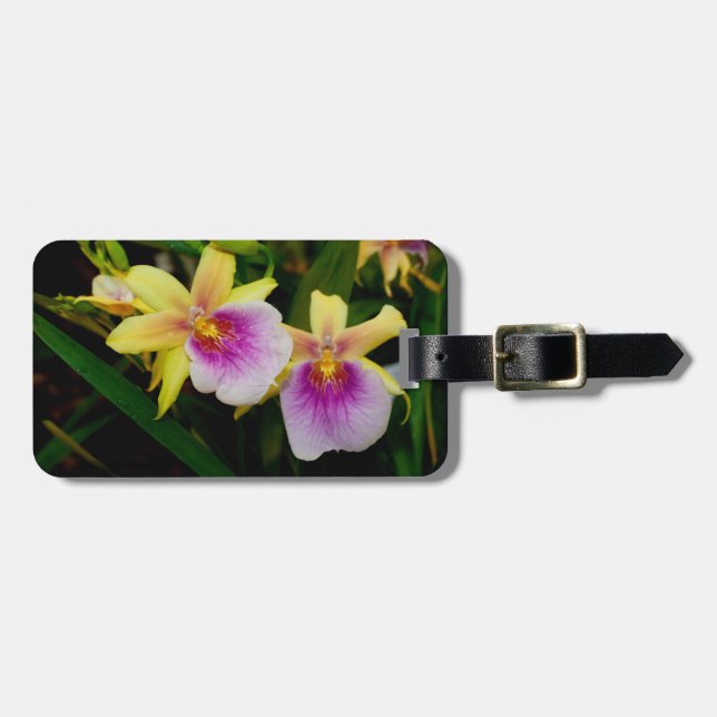 Étiquette À Bagage Jaune rose violet Miltonia Sunset Orchidées (Devant horizontal)
