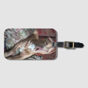 Étiquette À Bagage Joli Pit Bull