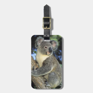 Étiquette À Bagage Koala, Phascolarctos cinereus), Australie,