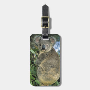 Étiquette À Bagage Koala, Phascolarctos cinereus), en voie de dispari