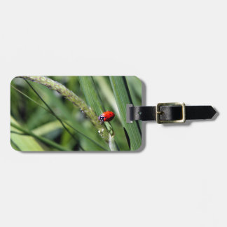 Étiquette À Bagage Ladybug (Coccinellidae)