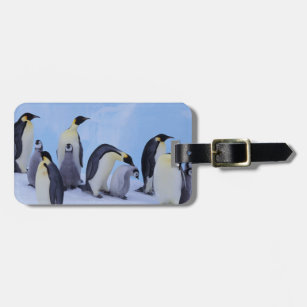 Étiquette À Bagage L'Antarctique, pingouin d'Emporer ((Aptenodytes