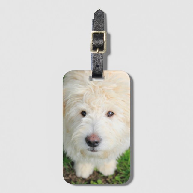 Étiquette À Bagage Le Chiot De Goldendoodle En Regardant La Caméra (Devant Vertical)