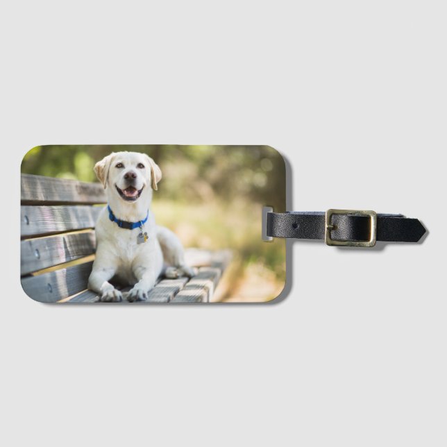 Étiquette À Bagage Le Labrador Jaune Est Sur Le Banc (Devant Horizontal)