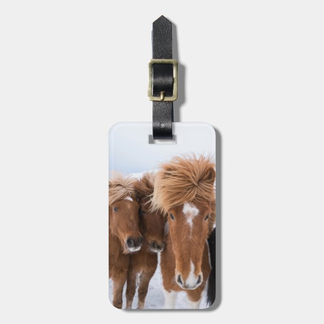 Étiquette À Bagage Les chevaux islandais se frottent le nez, Islande (Devant Vertical)