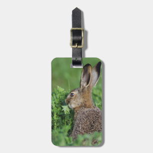 Étiquette À Bagage Lièvre brun, Lepus europaeus, jeune mangeant,