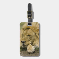 Lion d'Afrique, Panthera leo, couché endormi